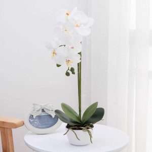 online gifts shop in Nairobi, orchid plant, gifts for plant lovers, present idea, best same day delivery gifts